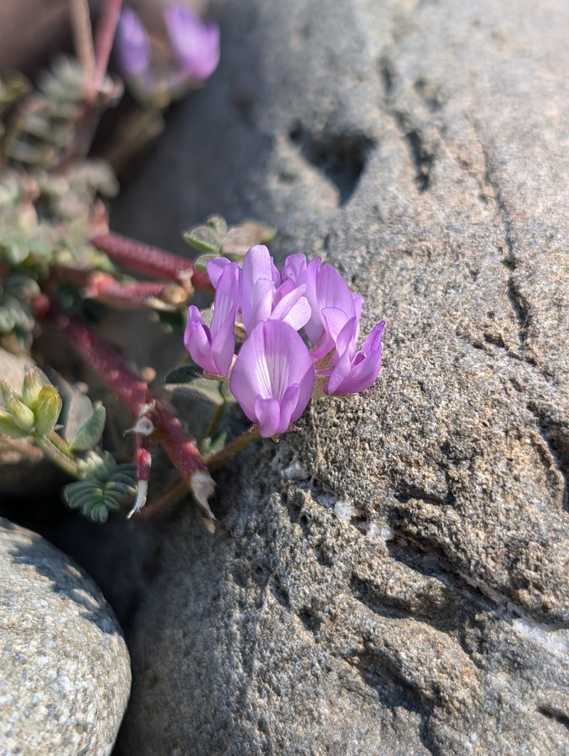 Astragalus rattanii var. rattanii photo 2