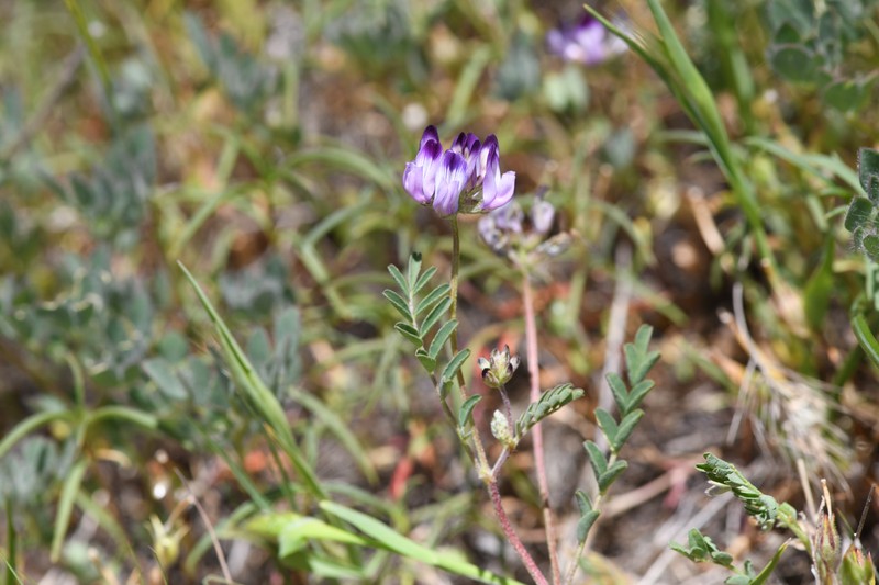 Astragalus rattanii var. rattanii photo 3
