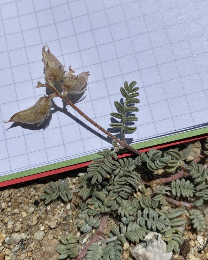 Raven's Milkvetch