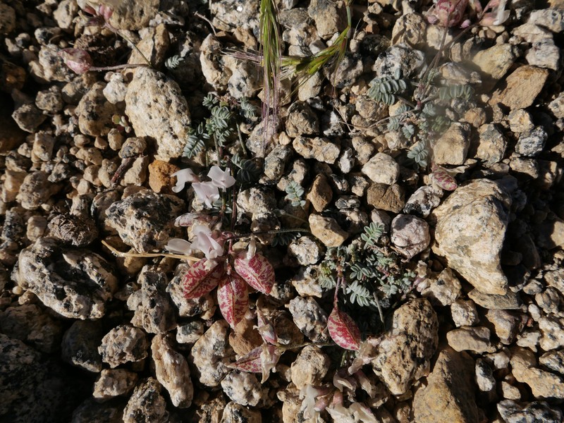 Raven's Milkvetch photo 2