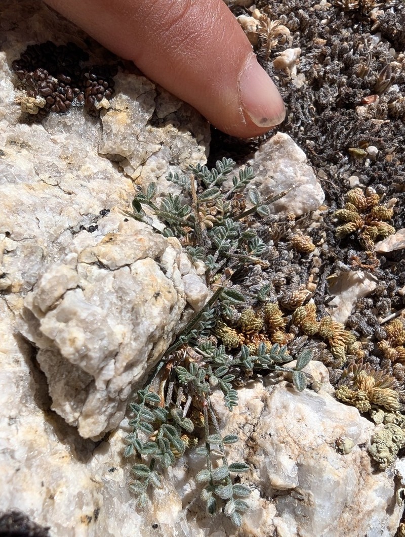 Raven's Milkvetch photo 3