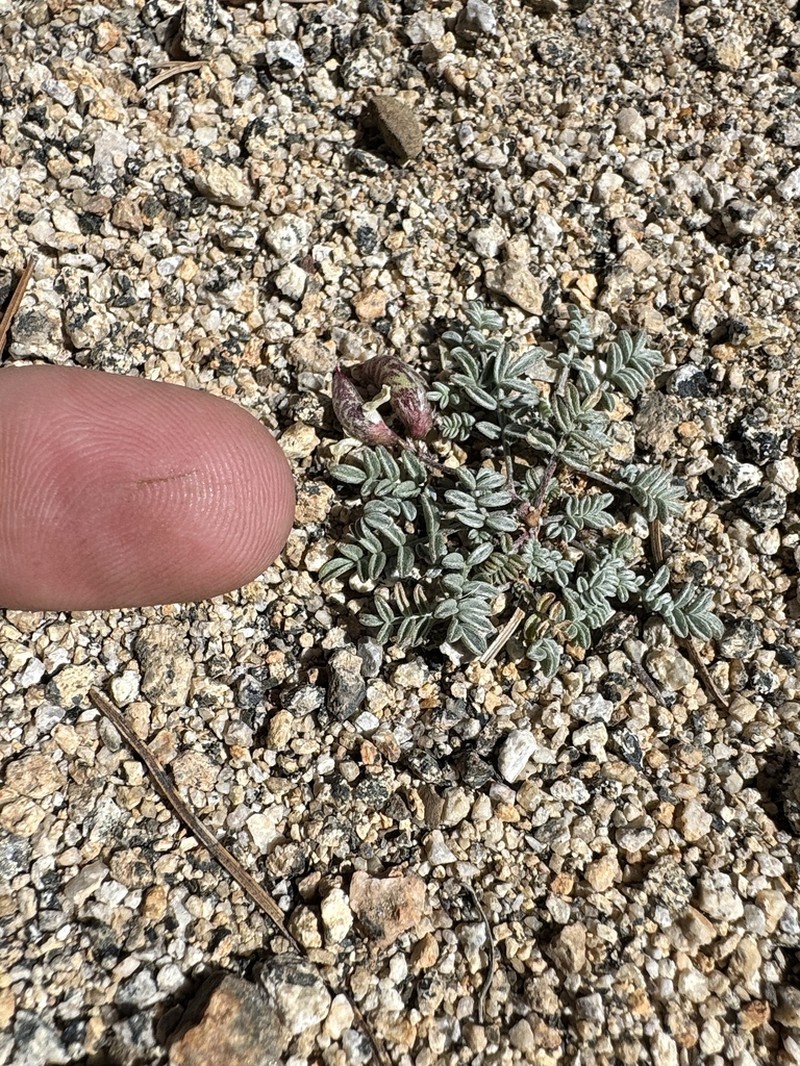 Raven's Milkvetch photo 5