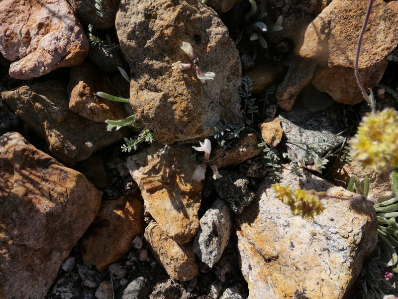 Raven's Milkvetch photo 6