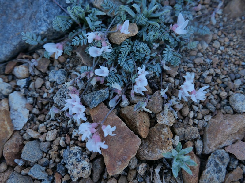 Raven's Milkvetch photo 8