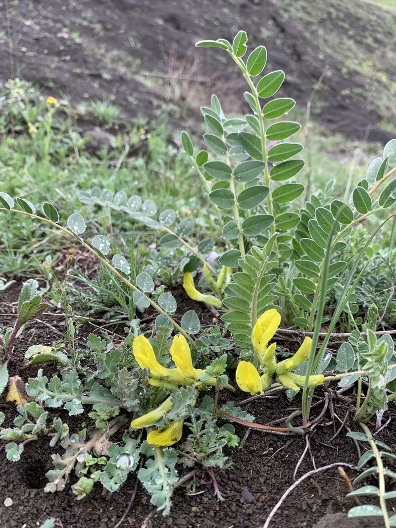 Astragalus rawianus