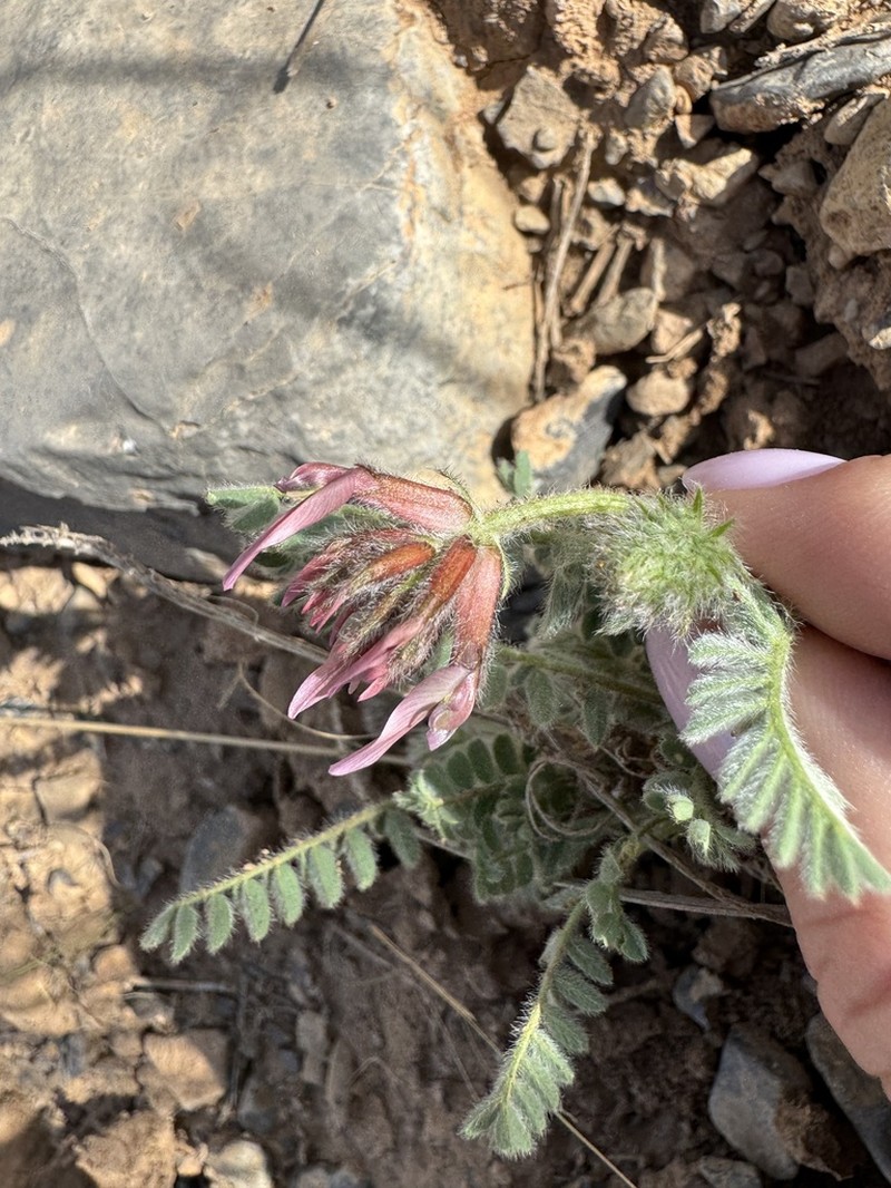 Astragalus rawlinsianus