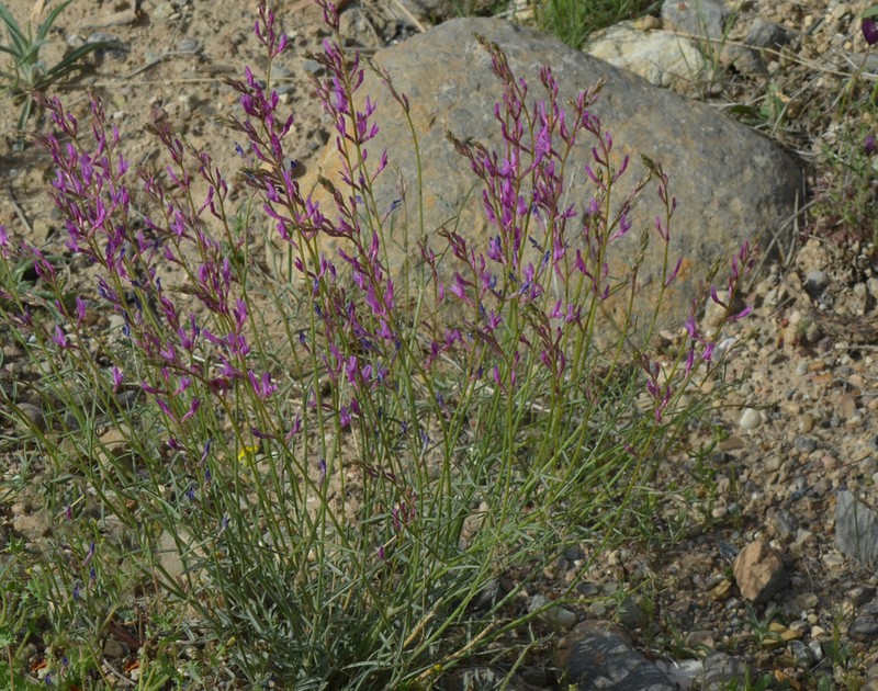 Astragalus recurvatus photo 2
