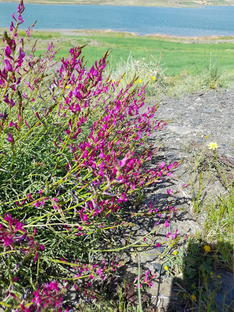 Astragalus recurvatus photo 3
