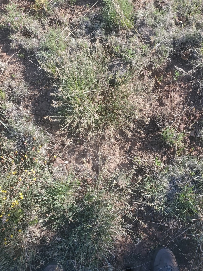 Recurved Milkvetch photo 3