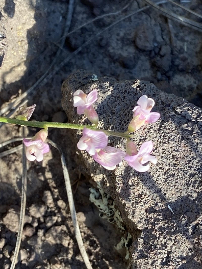 Recurved Milkvetch photo 4