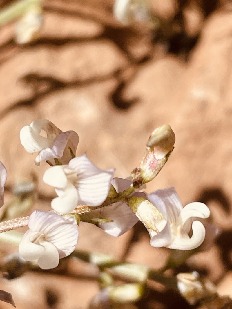 Recurved Milkvetch photo 5