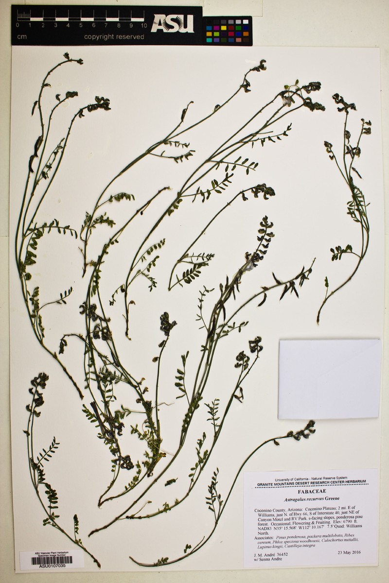 Recurved Milkvetch photo 6