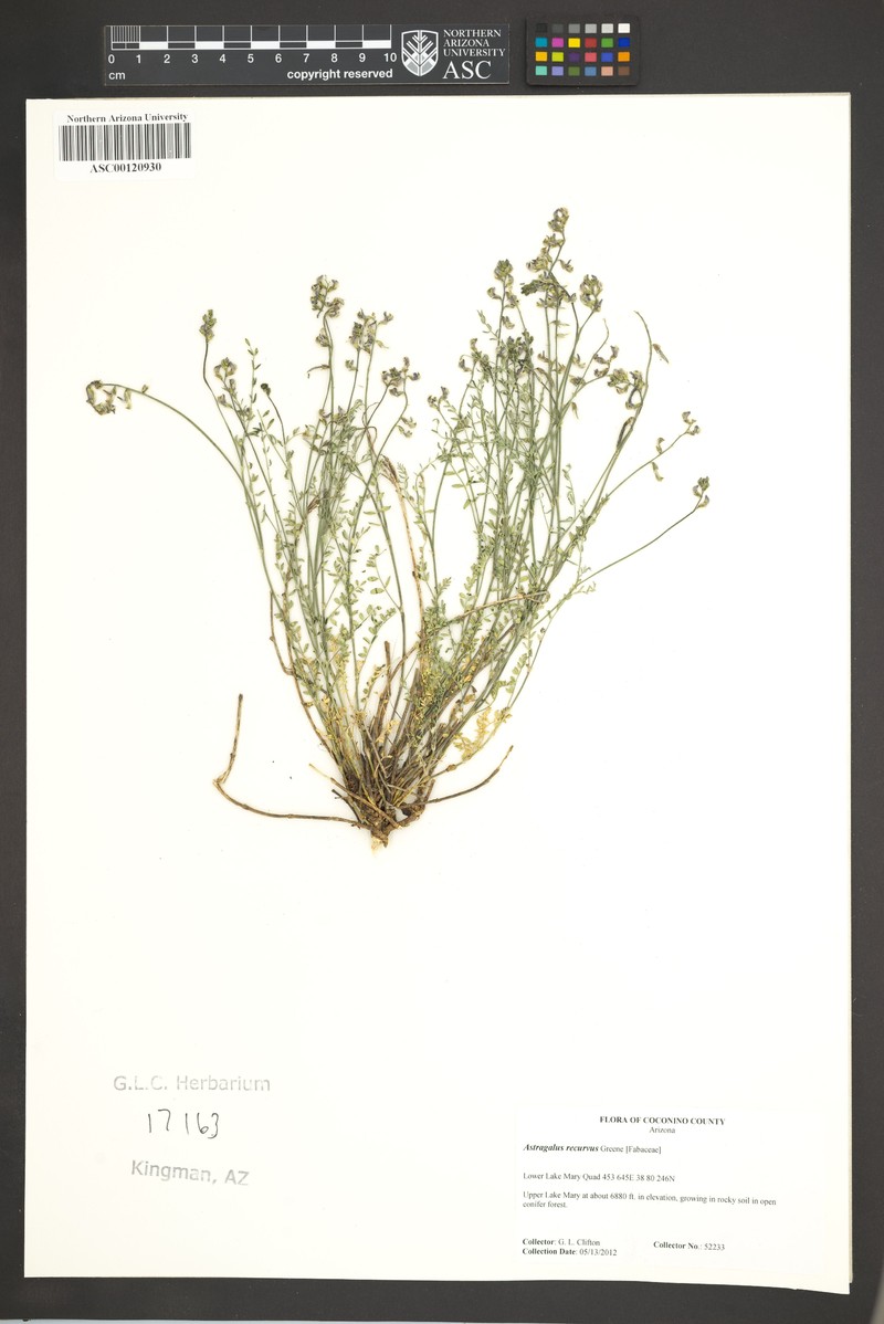 Recurved Milkvetch photo 7