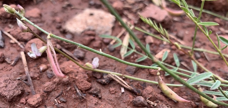 Recurved Milkvetch