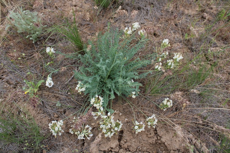 Astragalus reduncus