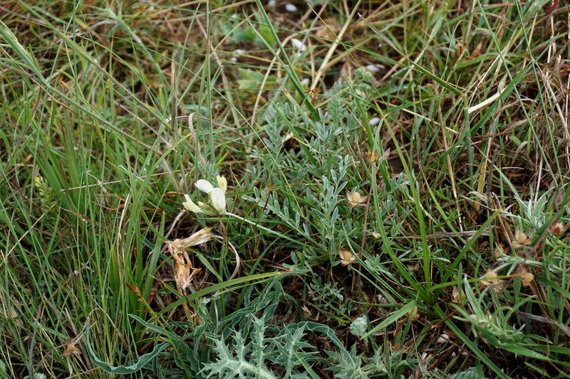 Astragalus reduncus photo 2