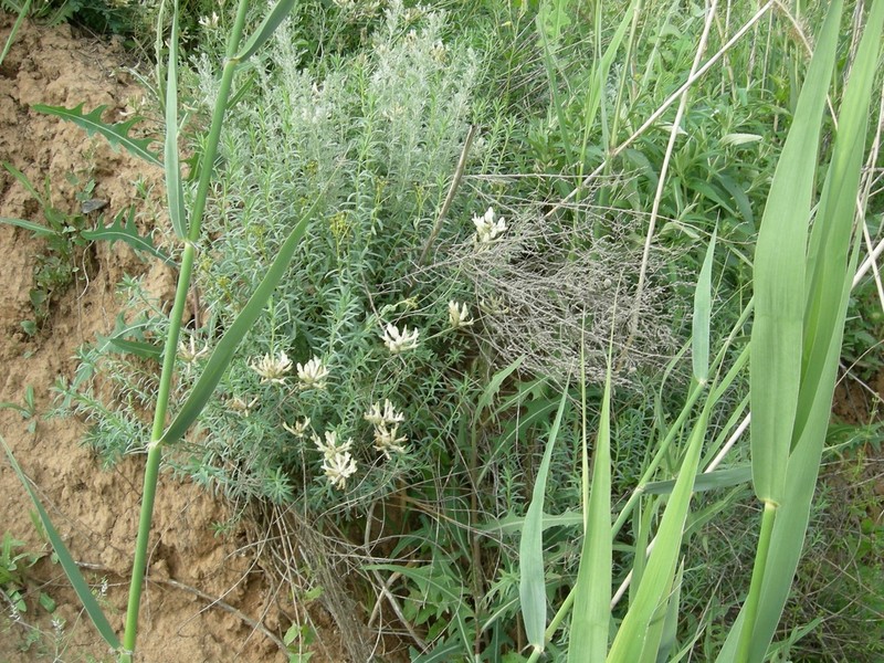Astragalus reduncus photo 3