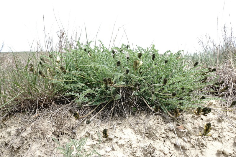 Astragalus reduncus photo 4