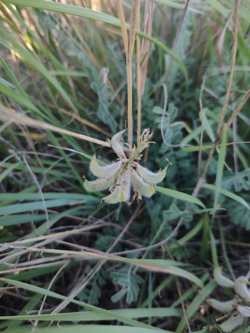Astragalus reduncus photo 5