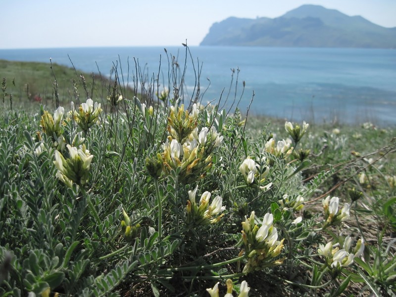 Astragalus reduncus photo 6