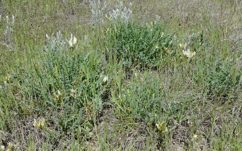 Astragalus reduncus photo 7