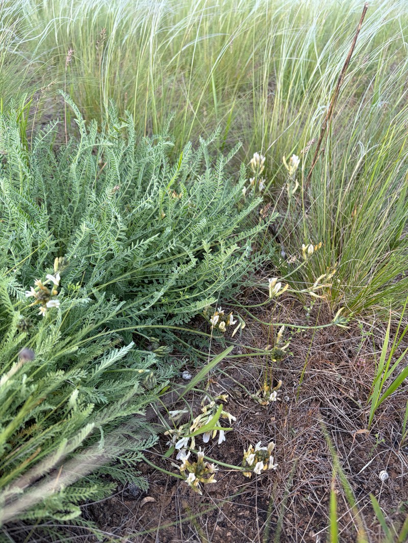 Astragalus reduncus photo 8