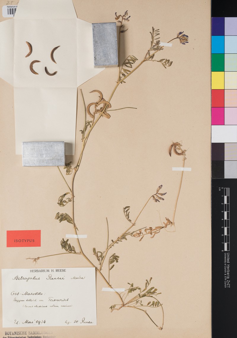 Astragalus reesei