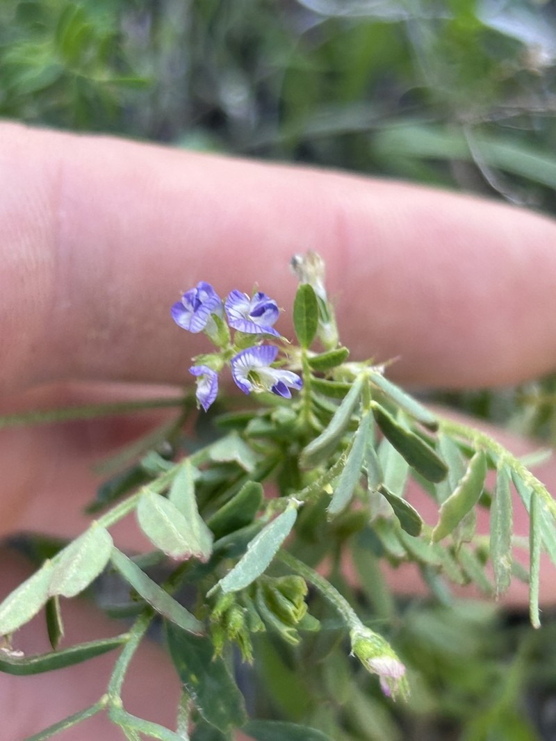 Drooping Milkvetch photo 5