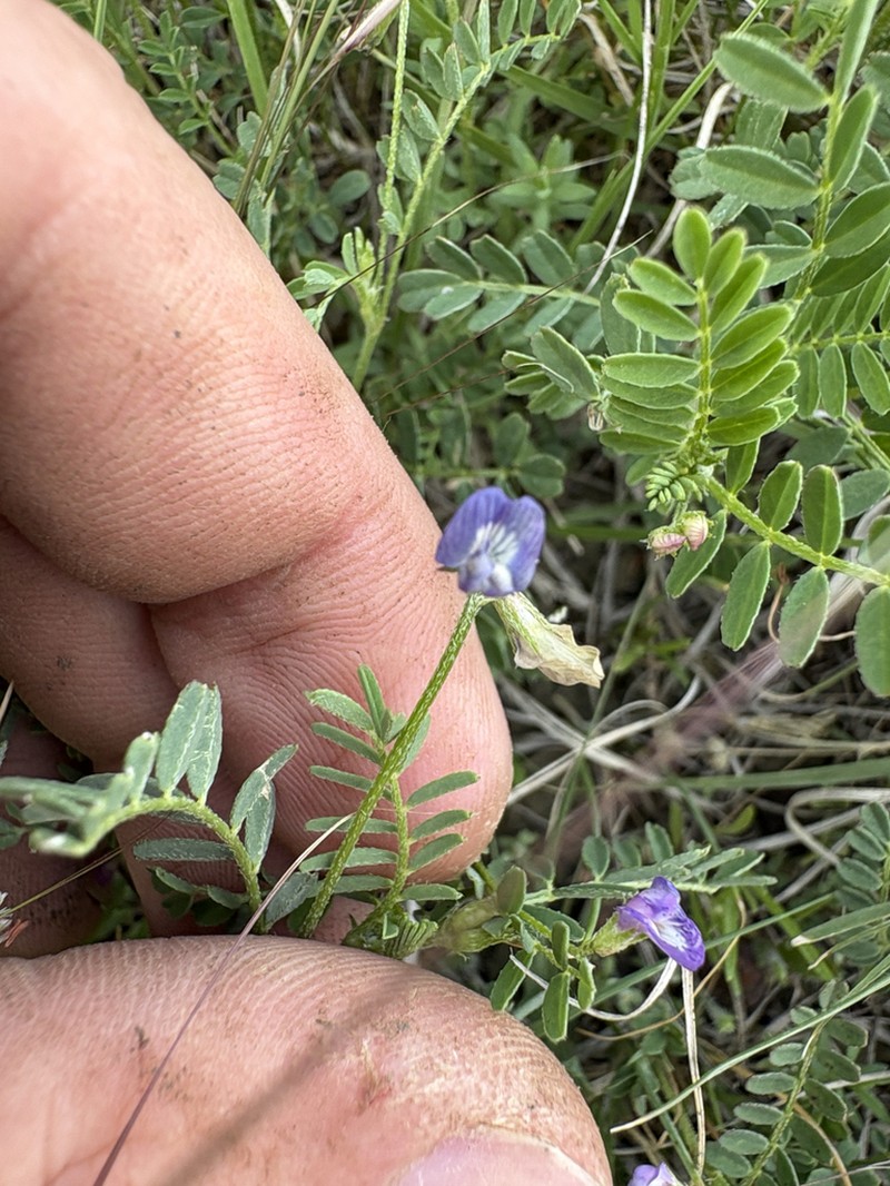 Drooping Milkvetch photo 6