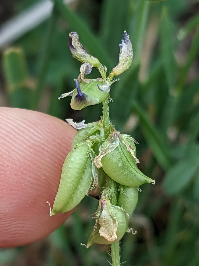 Drooping Milkvetch photo 3