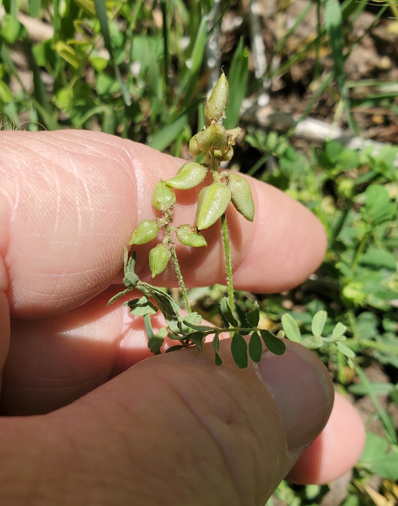 Drooping Milkvetch photo 4