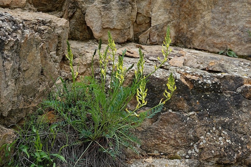 Astragalus refractus