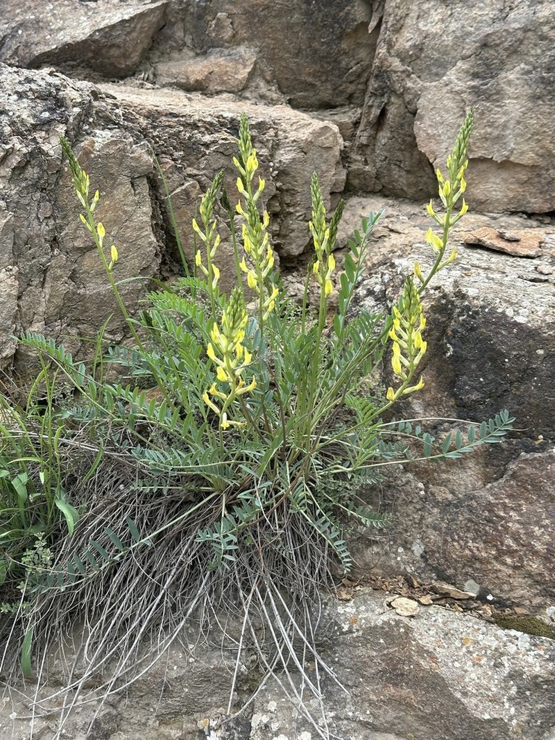 Astragalus refractus photo 2