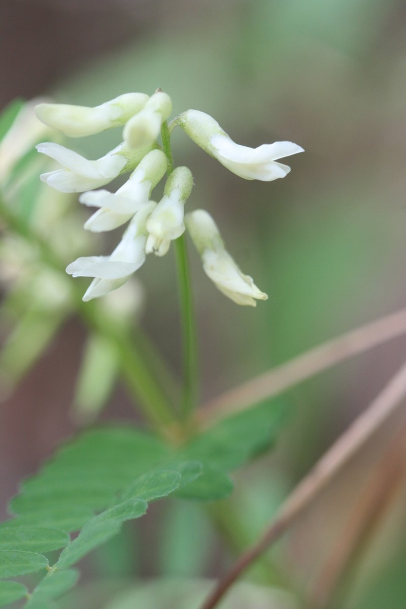 Astragalus regiomontanus