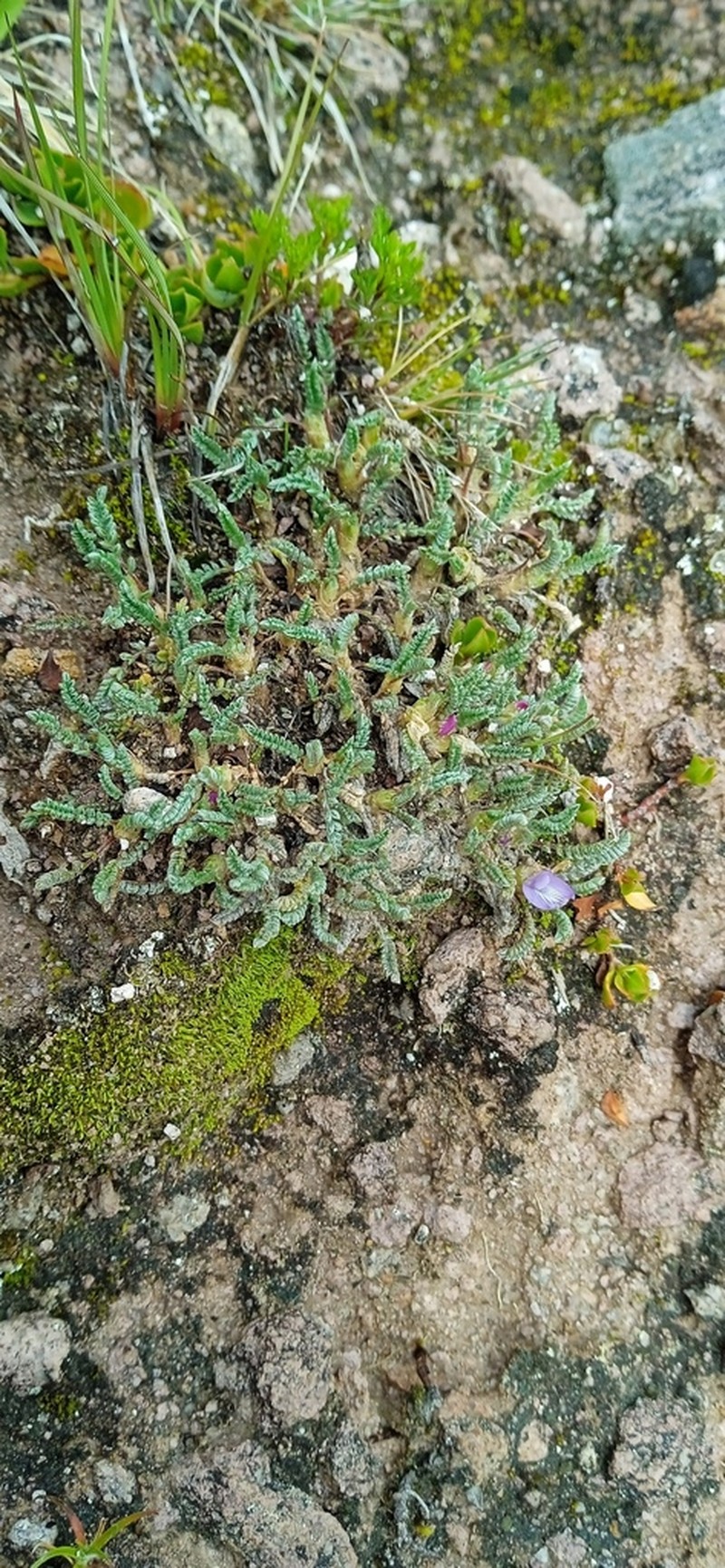 Astragalus reichei
