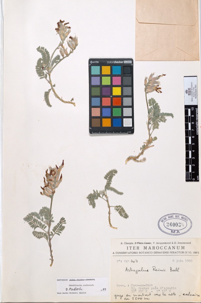 Astragalus reinii