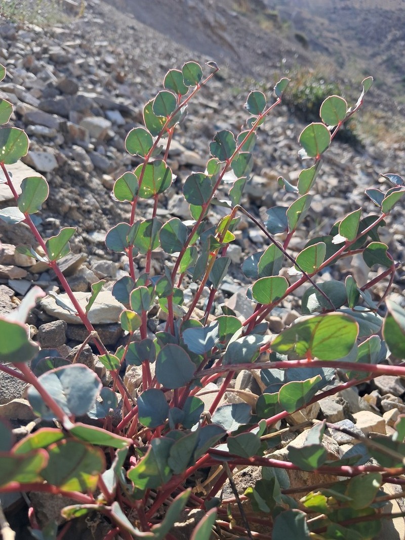 Astragalus remotiflorus