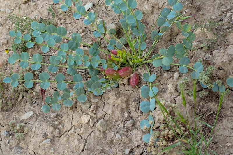 Astragalus remotijugus