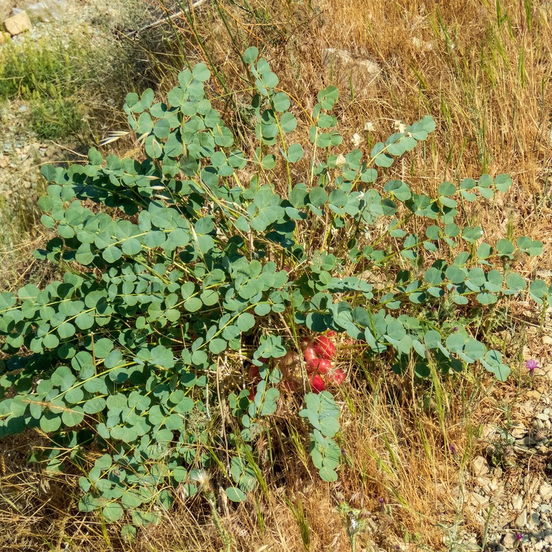 Astragalus remotijugus photo 2