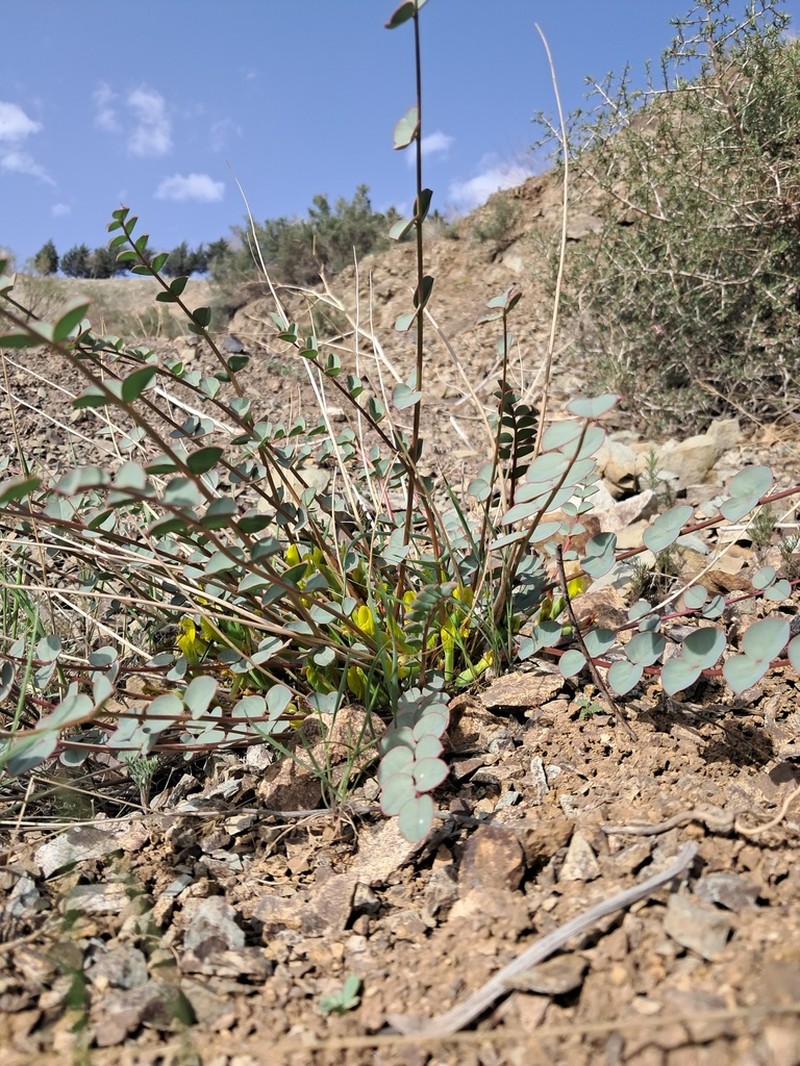 Astragalus remotijugus photo 3