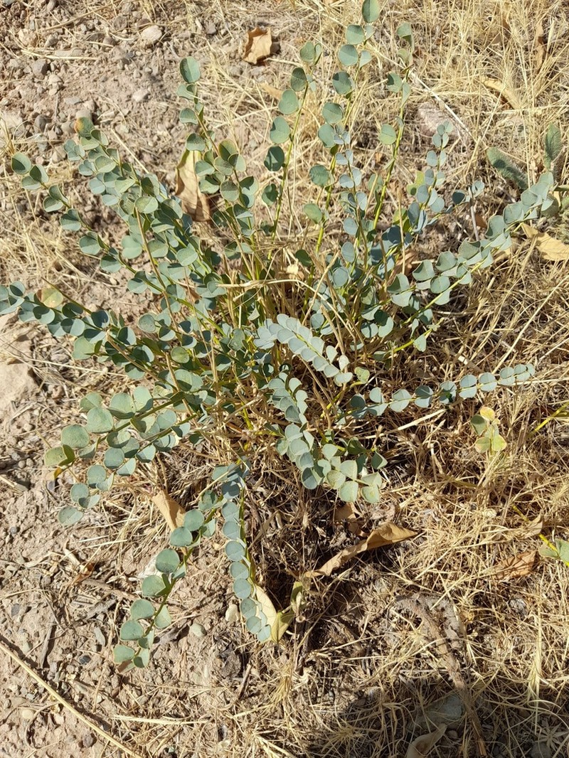 Astragalus remotijugus photo 4