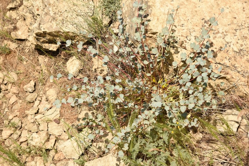 Astragalus remotijugus photo 5