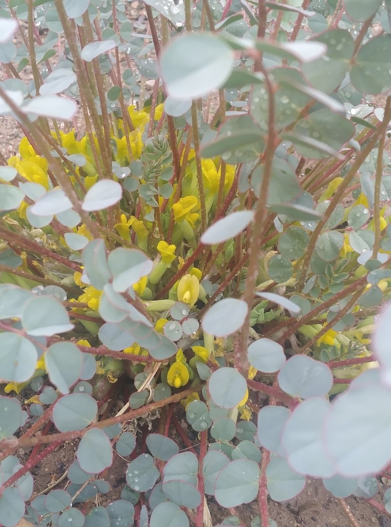 Astragalus remotijugus photo 6