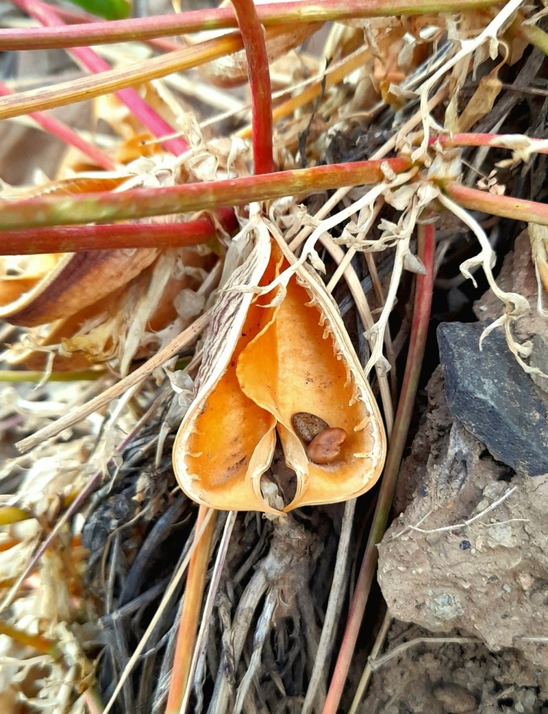 Astragalus remotijugus photo 8