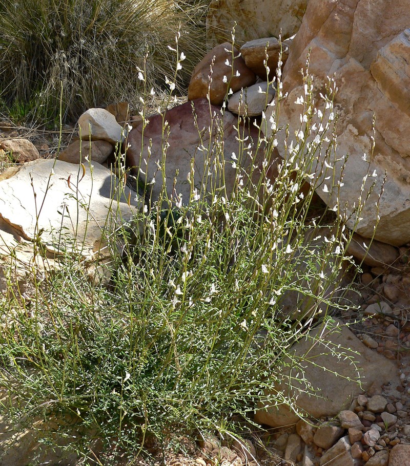 Spring Mountain Milkvetch