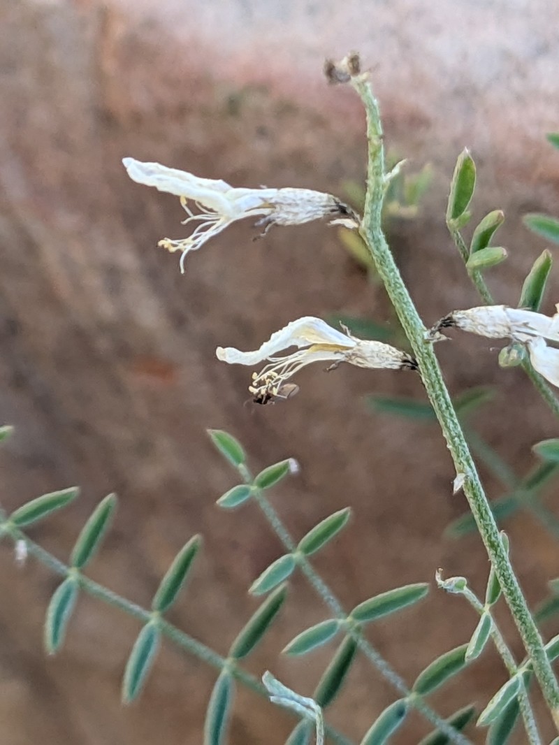Spring Mountain Milkvetch