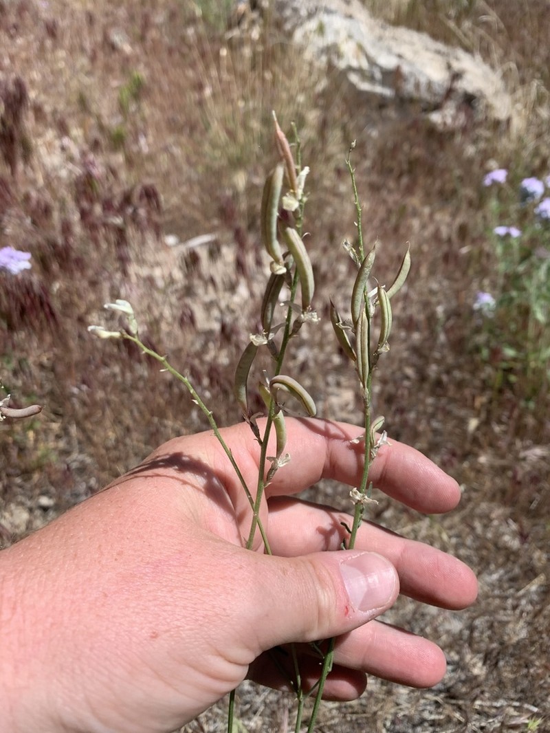 Spring Mountain Milkvetch photo 2