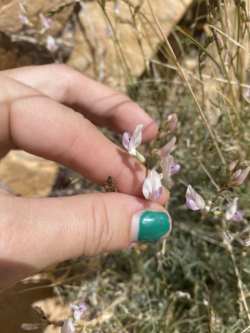 Spring Mountain Milkvetch photo 3