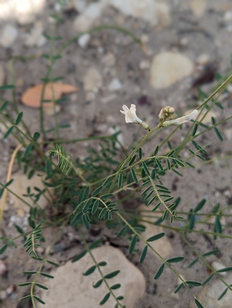 Spring Mountain Milkvetch photo 4