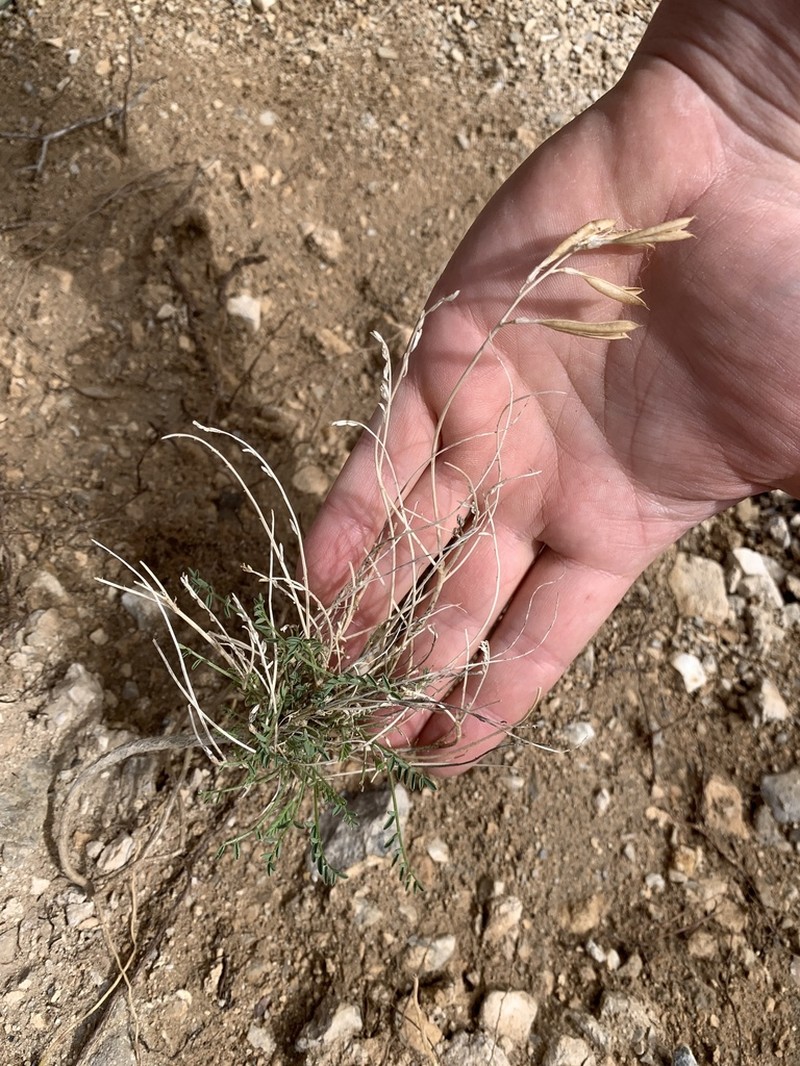 Spring Mountain Milkvetch photo 5
